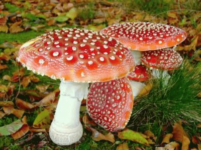 Fly Agaric Mushroom