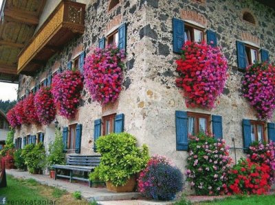 FLORES EN LA PARED