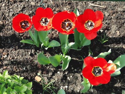 Red tulips