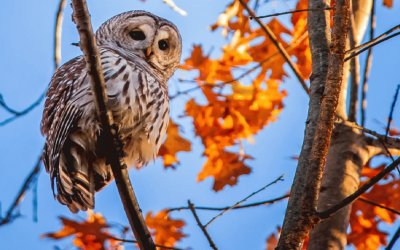 owl hangs out in autumn tree