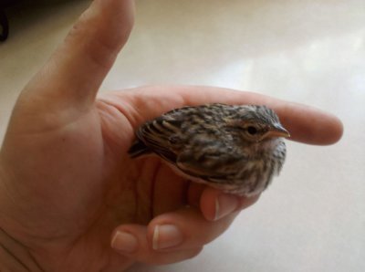 rescued songbird