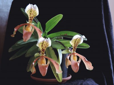 Orquideas