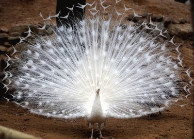 pavo real albino