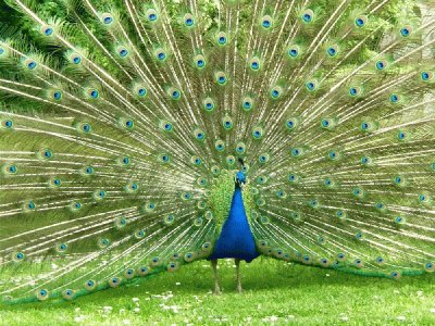 pavo real azul