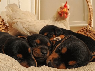 gallina y perros