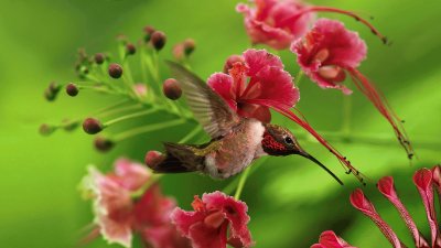 Colibri