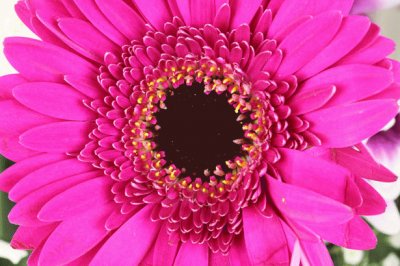 gerbera