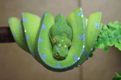 morelia viridis