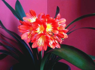 fleurs: clivia