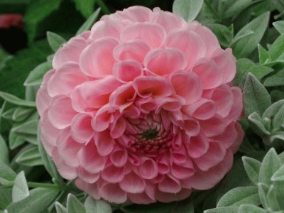 dahlia