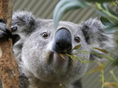 KOALA