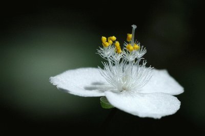 smallflower1