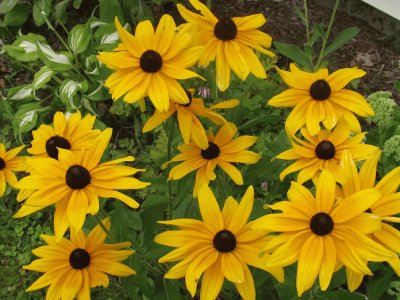 Black-eyed Susans