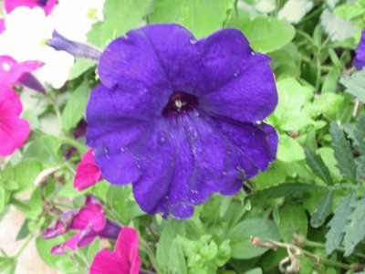 Purple Petunia