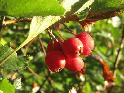 Red berries at dawn