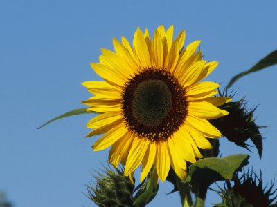 Bright yellow sunflower