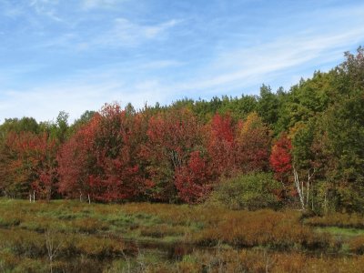 Fall colours in Douglasfield NB