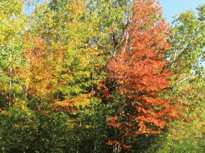 Fall colours  backroads of Renous NB