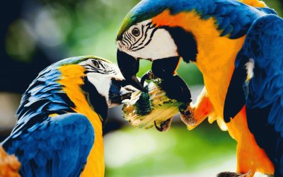 GUACAMAYA AZUL