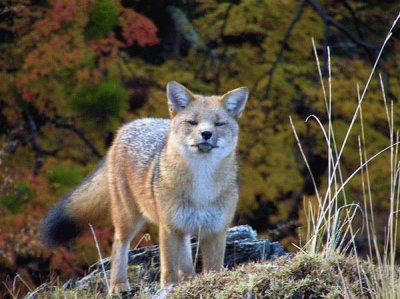 fauna patagÃ³nica