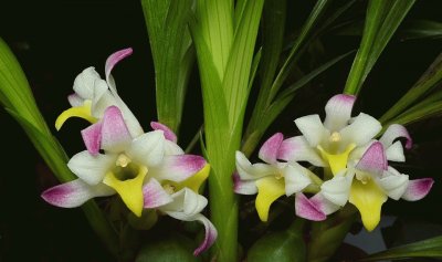 orquÃ­dea