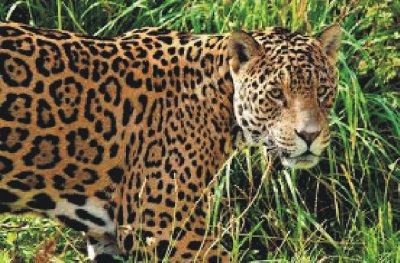 JAGUAR