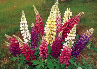 lupins