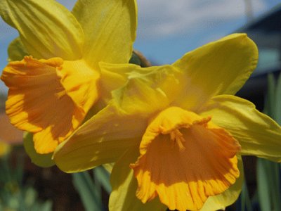 jonquilles