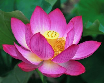 lotus