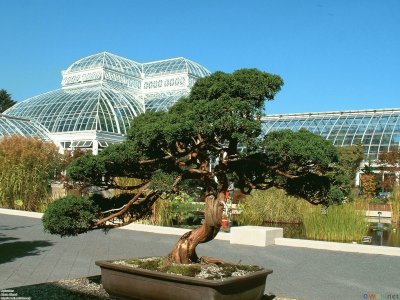 BONSAY, JARDÃN BOTÃNICO DE YORK.