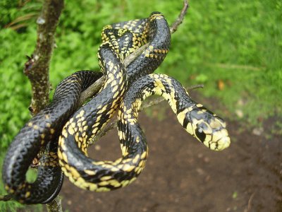 Serpiente de Arbol