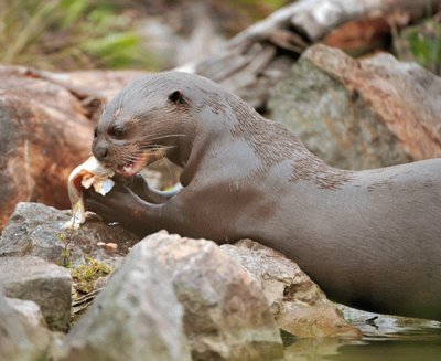 Nutria Gigante