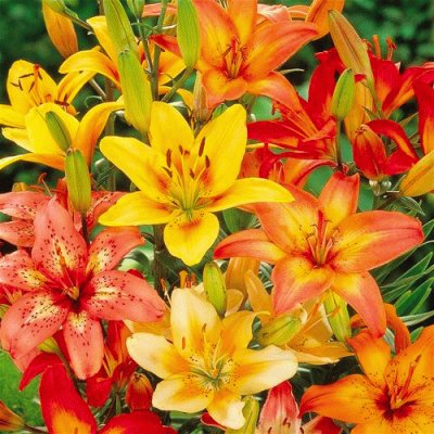 fleurs: lys