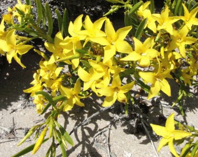 Skytanthus Acutus - NO Argentino