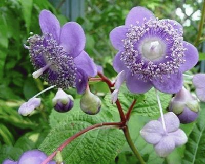 Deinanthe caerulea - Asia