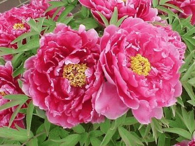 Peonia suffruticosa