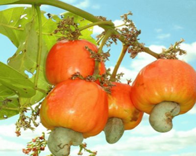 CastaÃ±a de cajÃº - Anacardium occidentale