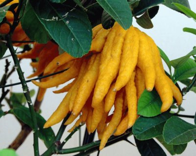 Mano de BudaÂ (Citrus medicaÂ var.Â sarcodactylis)