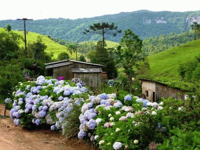 hortencias