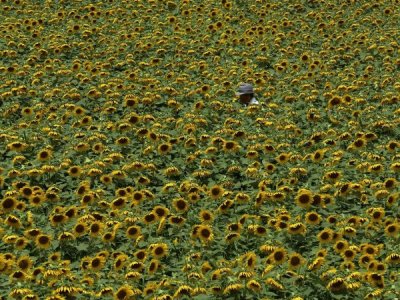 campo de girasol