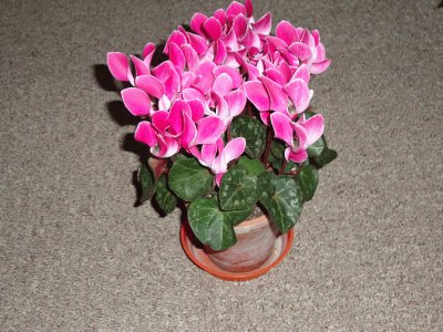 cyclamen