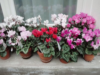 cyclamens