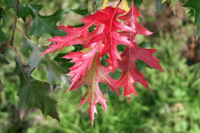 feuilles de chÃªne