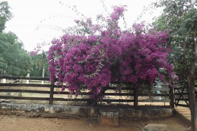 Na Cerca da Fazenda