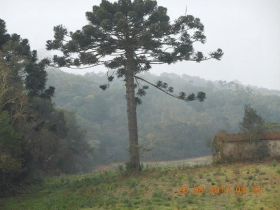 araucaria samas