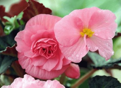 begonia