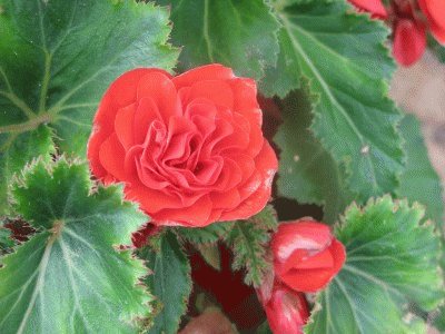 begonia