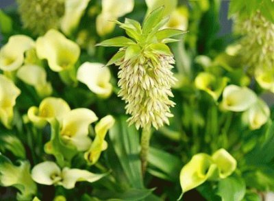 eucomis