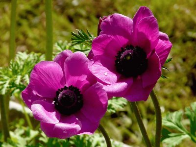 anemone