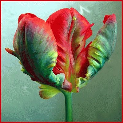 Parrot Tulip